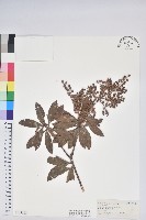 臺灣馬醉木藏品圖，第1張