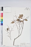 毛蕊花藏品圖，第1張