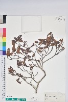臺灣高山杜鵑藏品圖，第1張