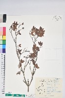 紅毛杜鵑藏品圖，第1張