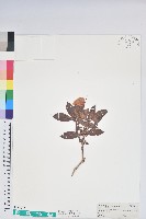 玉山杜鵑藏品圖，第1張