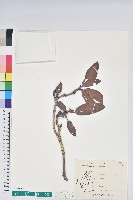 森氏杜鵑、森氏滿江紅藏品圖，第1張