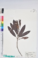 森氏杜鵑、森氏滿江紅藏品圖，第1張