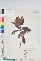 森氏杜鵑、森氏滿江紅藏品圖，第1張