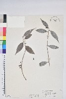 珍珠花、長尾葉越橘藏品圖，第1張