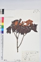 森氏杜鵑、森氏滿江紅藏品圖，第1張