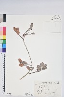 凹葉越橘藏品圖，第1張