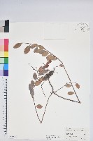 凹葉越橘藏品圖，第1張