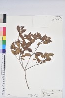 金毛杜鵑藏品圖，第1張