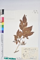 南燭藏品圖，第1張