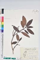 森氏杜鵑、森氏滿江紅藏品圖，第1張