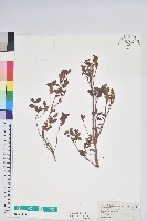 臺灣高山杜鵑藏品圖，第1張