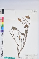 黃花著生杜鵑藏品圖，第1張