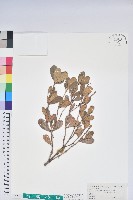 黃花著生杜鵑藏品圖，第1張