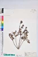 臺灣高山杜鵑藏品圖，第1張