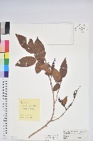 南燭藏品圖，第1張