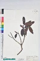 森氏杜鵑、森氏滿江紅藏品圖，第1張