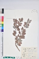 凹葉越橘藏品圖，第1張