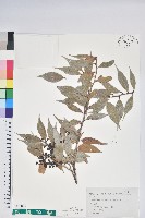 珍珠花、長尾葉越橘藏品圖，第1張
