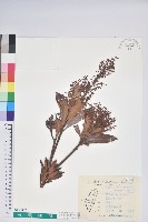 臺灣馬醉木藏品圖，第1張