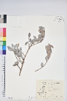 凹葉越橘藏品圖，第1張