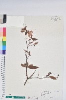 金毛杜鵑藏品圖，第1張