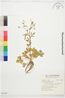 石龍芮藏品圖，第1張