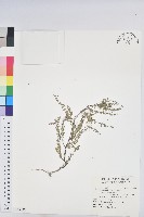 五蕊油柑藏品圖，第1張