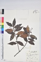 珍珠花、長尾葉越橘藏品圖，第1張