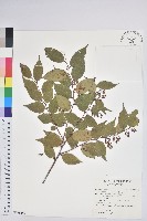 白珠樹藏品圖，第1張