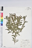 白飯樹藏品圖，第1張