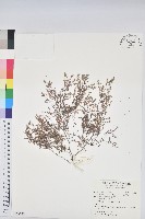 小葉大戟藏品圖，第1張