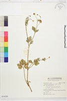 水辣菜、禺毛茛藏品圖，第1張