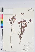 細葉杜鵑、南湖杜鵑、志佳陽杜鵑藏品圖，第1張