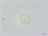 長葉苧麻、柄果苧麻藏品圖，第1張