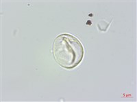 長葉苧麻、柄果苧麻藏品圖，第2張