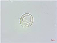 長葉苧麻、柄果苧麻藏品圖，第3張