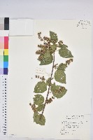 扛香藤藏品圖，第1張