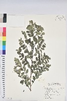 紅仔珠藏品圖，第1張