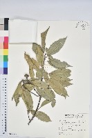 青剛櫟、鐵椆藏品圖，第1張