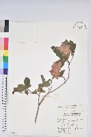 金毛杜鵑藏品圖，第1張