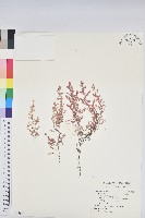 小葉大戟藏品圖，第1張