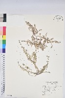 匐根大戟藏品圖，第1張