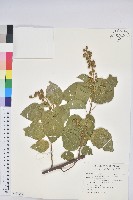 扛香藤藏品圖，第1張