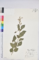 扛香藤藏品圖，第1張