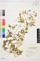 串鼻龍藏品圖，第1張