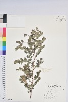 紅仔珠藏品圖，第1張