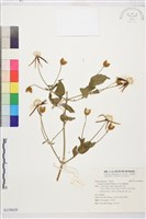 田代氏鐵線蓮藏品圖，第1張