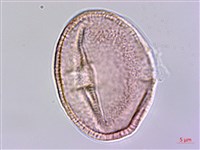 登錄號:S159041藏品圖，第1張