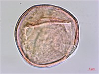 登錄號:S159041藏品圖，第2張